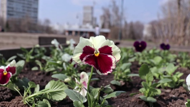 红色和白色的紫罗兰美丽多彩的花朵在城市公园的花坛在微风中，迷离的人步行和骑滑板车的背景视频下载