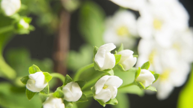 在春天开花的植物的分支。Vibunum lentago(落叶灌木)视频素材
