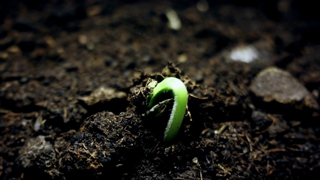 小绿植物从地上长出来，春夏季发芽时间流逝，进化概念视频素材