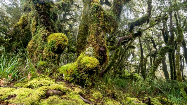 神奇森林树木在绿色的自然在新西兰野生森林景观时间流逝视频素材
