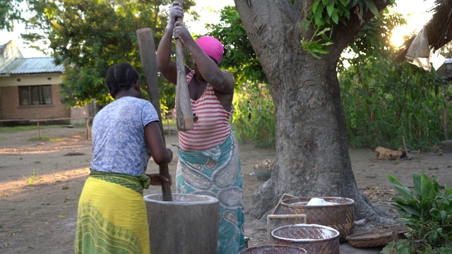 非洲妇女在工作，在木荚里捣碎木薯粉视频下载