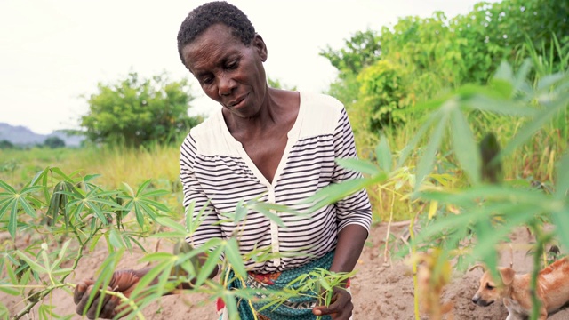 非洲马拉维种植木薯的女性农民视频下载