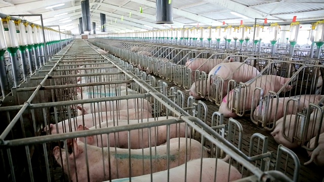 农场里的猪。猪和小猪在铁栏里。粉红色的猪在笼子里。有机农业视频下载