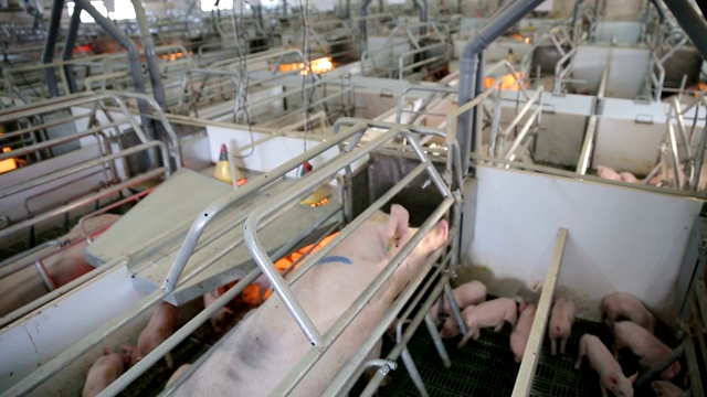 现代工业化养猪场上的小猪视频下载