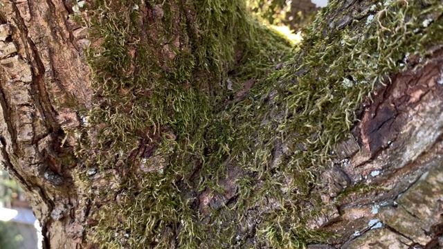 树上的苔藓视频素材
