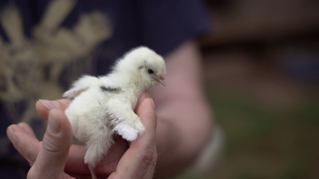 一个可爱的小鸡小鸡在一个人的手中的特写视频下载