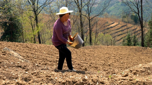 中国农民在田间施用化肥。视频下载
