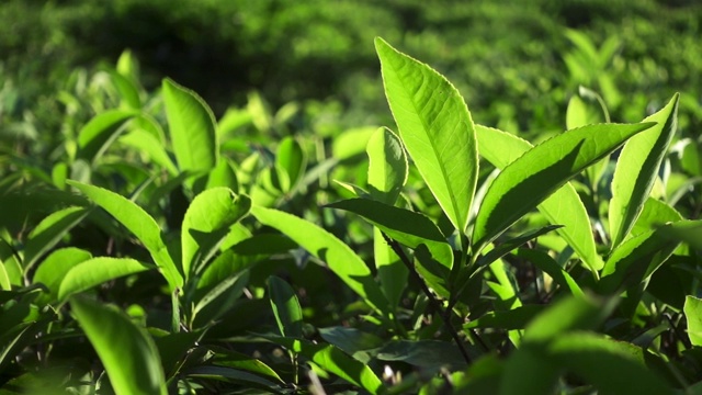 阳光下新鲜的绿茶叶子。缓慢的运动。视频素材