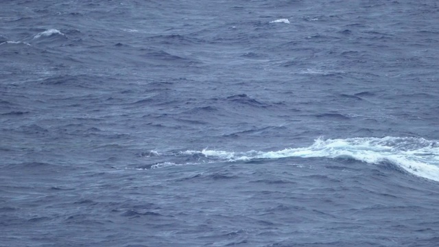 两只座头鲸在夏威夷毛伊岛冲破/跳出海洋视频素材