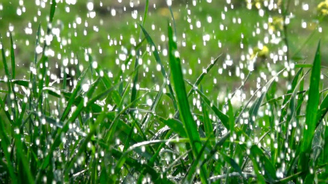 雨滴落在绿色的草地上。水珠滴落，带着清新的绿叶为大自然而活。特写镜头。缓慢的运动。水滴落在绿叶上。关闭了。草地上的水滴。视频素材