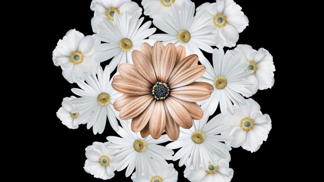 逼真的白色雏菊移动与一个大的棕色花在中心的动画。黑色背景视频下载