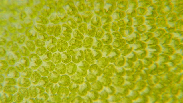 显微镜下的叶绿体。植物细胞中的叶绿体。叶片表面细胞结构图，显微镜下显示植物细胞。显微镜下的绿色植物细胞。转基因生物。DNA。视频下载
