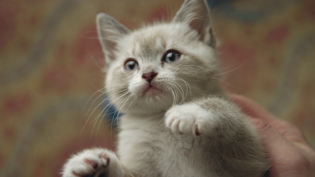 一个可爱的毛茸茸的小猫被一个人抱在手里的特写视频素材