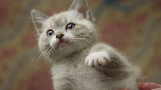 一个可爱的毛茸茸的小猫被人抱在手里的特写视频素材