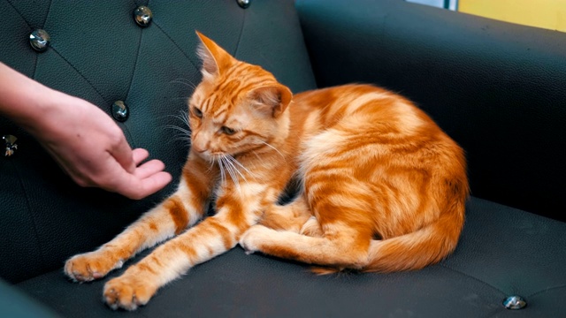 一个女人抚摸着一只躺在椅子上的埃及红猫视频下载