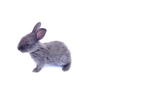 可爱的20天兔子在白色的背景视频素材
