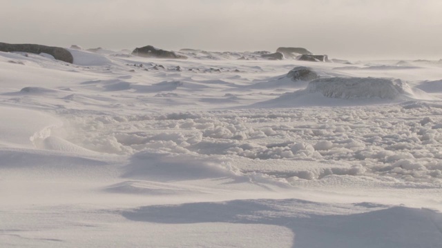加拿大苔原上的风吹雪视频素材