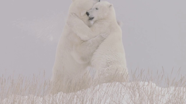 北极熊在加拿大玩耍视频下载