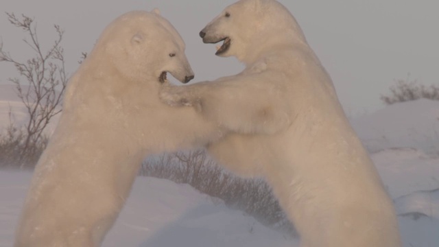 加拿大北极熊在玩耍视频素材