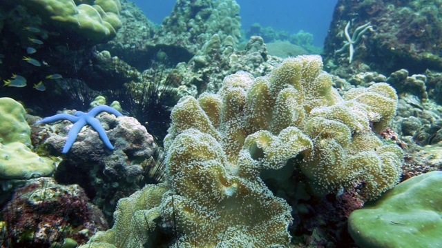海葵(Stichodactyla mertensii)珊瑚礁海景视频素材