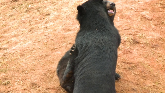 黑熊在野生动物保护区玩耍视频素材