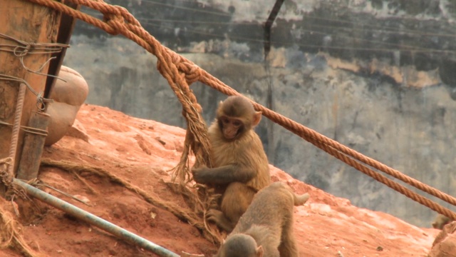 猴子在野生动物保护区玩捉迷藏视频素材