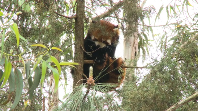 小熊猫挂在树上视频素材