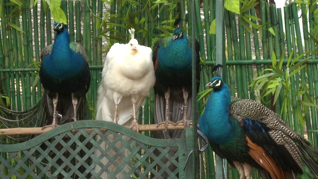 野生保护区的孔雀，蒙太奇视频素材