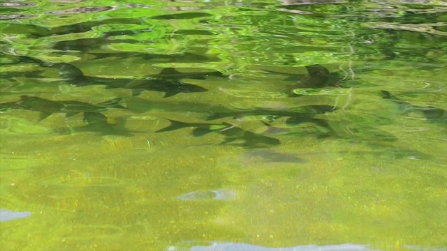 河里游泳的鱼视频素材