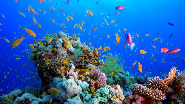 热带彩色鱼和软珊瑚视频下载