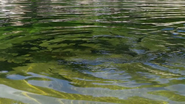 河里游泳的鱼视频素材