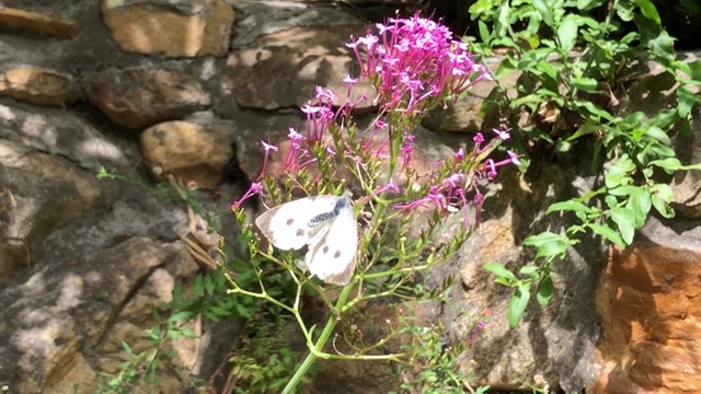 蝴蝶在花上交配视频素材