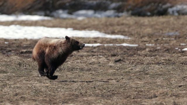 著名的灰熊399的幼崽(熊)正在躲避一只熊的4K MS镜头视频素材