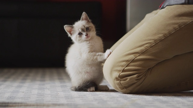 可爱的毛绒绒的小猫在一个跪在地板上的男人的两腿之间玩耍视频素材