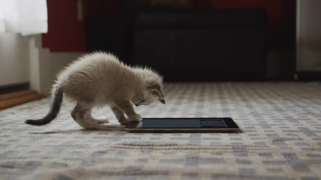 可爱的毛绒绒的小猫在地板上的图案地毯上玩平板电脑视频素材