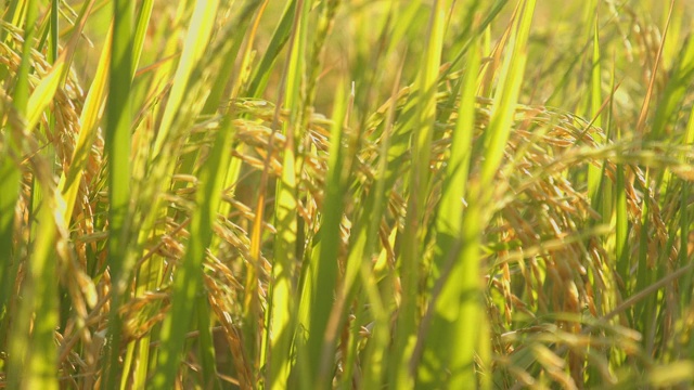 4k亚洲自然稻田傍晚与阳光的镜头视频素材