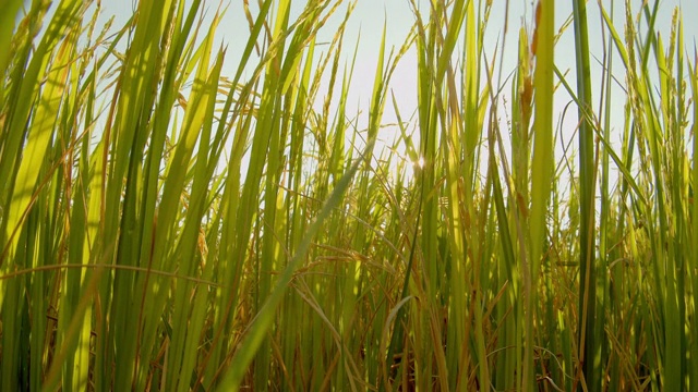 4k亚洲自然稻田傍晚与阳光的镜头视频素材
