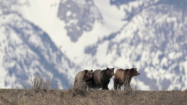 WS 4K拍摄的著名灰熊#399和她的幼熊(熊)逃离一只熊视频素材