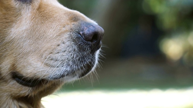 SLOMO CU金毛猎犬冷静地嗅着视频素材