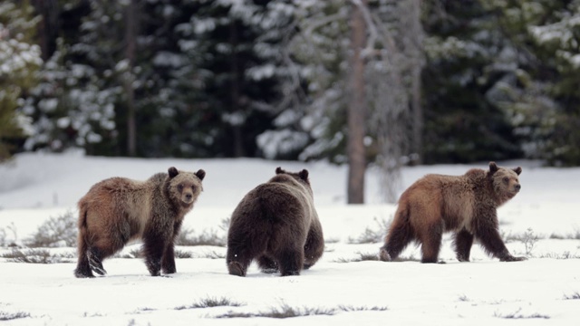 这是著名的399号灰熊和她的幼熊(熊熊)逃离一只熊的4K MS镜头视频素材