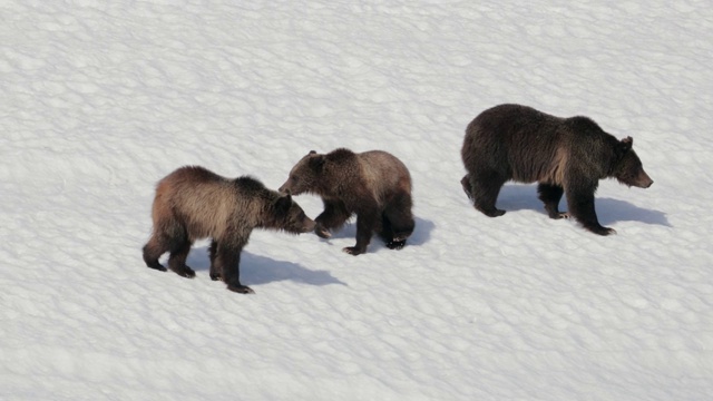 这是著名的399号灰熊和她的幼熊(熊熊)逃离一只熊的4K MS镜头视频素材