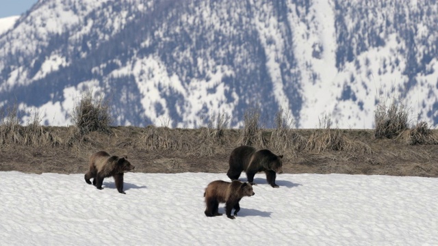 WS 4K拍摄的著名灰熊#399和她的幼熊(熊)逃离一只熊视频素材