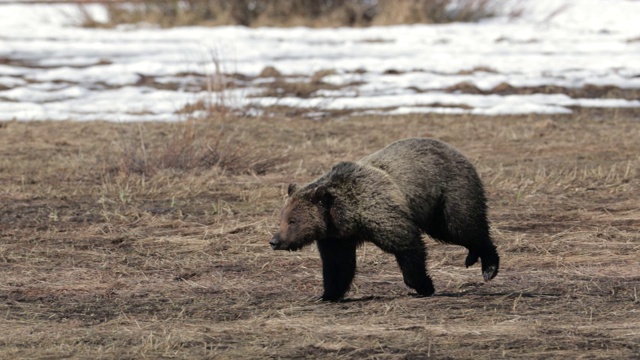 公灰熊/公野猪(小熊)追赶带着幼崽的母灰熊的4K MS镜头视频下载