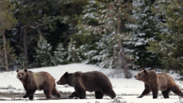 著名的#399灰熊和她的幼崽(熊)站着/逃离一只熊的4K MS镜头视频下载