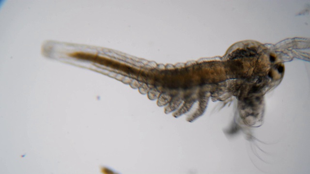 在显微镜下观察青蒿。特写镜头。浮游生物Artemia，盐水虾游泳在水。关闭了。无节蒿的身体和四肢结构。甲壳类动物。视频素材