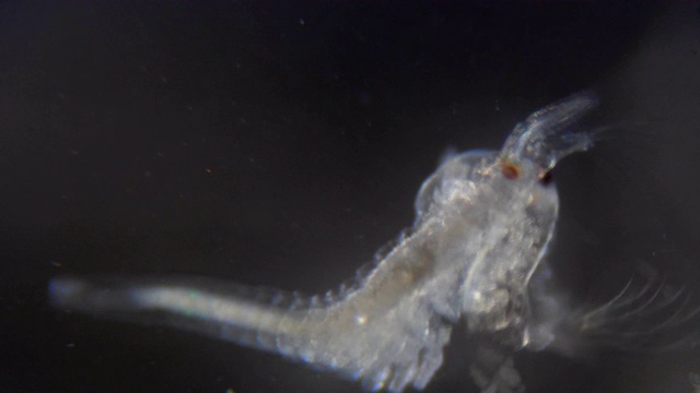 在显微镜下观察青蒿。特写镜头。浮游生物Artemia，盐水虾游泳在水。关闭了。无节蒿的身体和四肢结构。甲壳类动物。视频素材