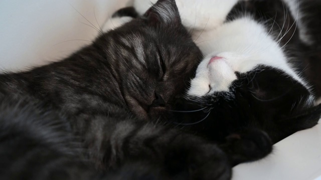 4K苏格兰折叠夫妇与爱睡觉。很可爱的苏格兰折耳猫。视频素材