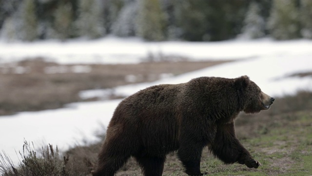 TS 4K拍摄的大雄性灰熊/野猪(熊)追赶一只带着幼崽的雌性灰熊和过马路视频素材