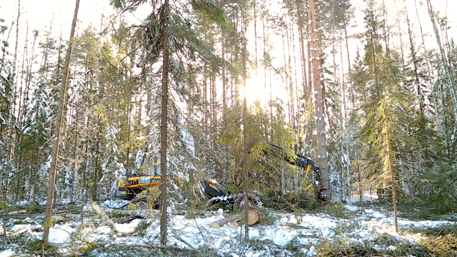 冬天在森林里收割的工作视频下载