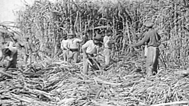 人们在田地里割甘蔗-糖种植园和磨坊视频下载